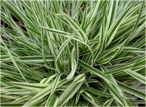 Kłosówka wełnista Holcus lannatus variegata